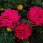 Róże po deszczu