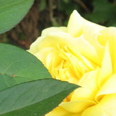 słoneczna róża