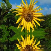Słonecznik nad wodą