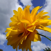 Słoneczny Kwiat