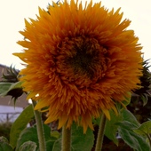 Słoneczny kwiat