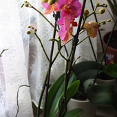 Storczyk Phalaenopsis