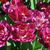 Tulipany Royal Acres