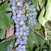 winogrona dojrzewają :) 