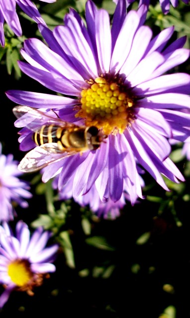 Aster z pszczołom !:)