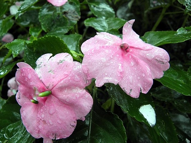deszczowe kwiaty