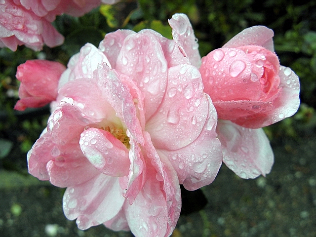 deszczowe róże
