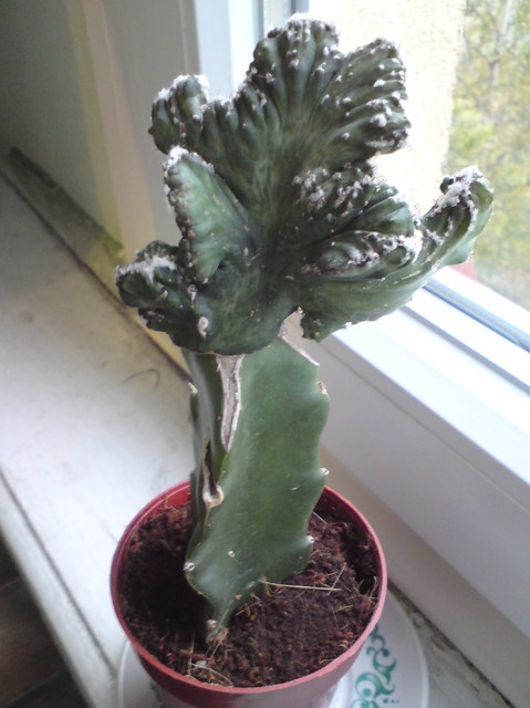 Euphorbia Lactea ( chyba Cristata)