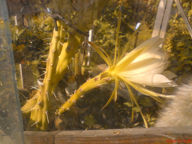 Kaktus kwiat/Selenicereus grandiflorus/