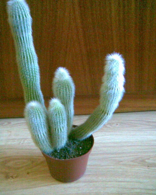 Kaktusik :)