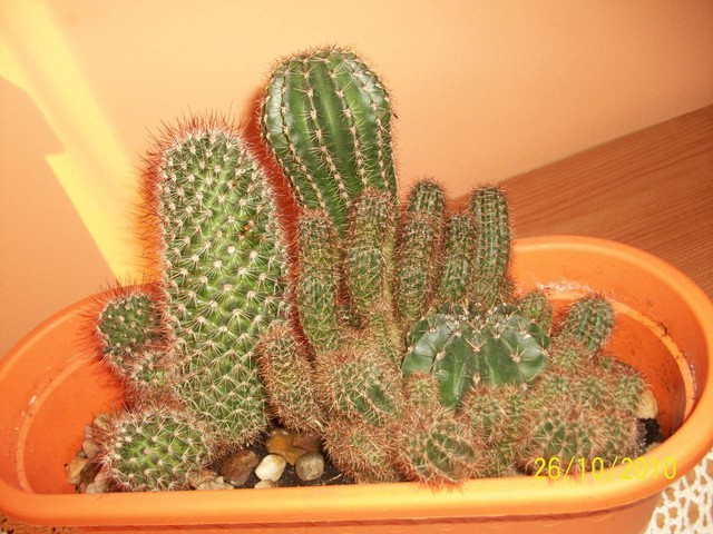 Kaktusy - niestety nie znam ich nazw