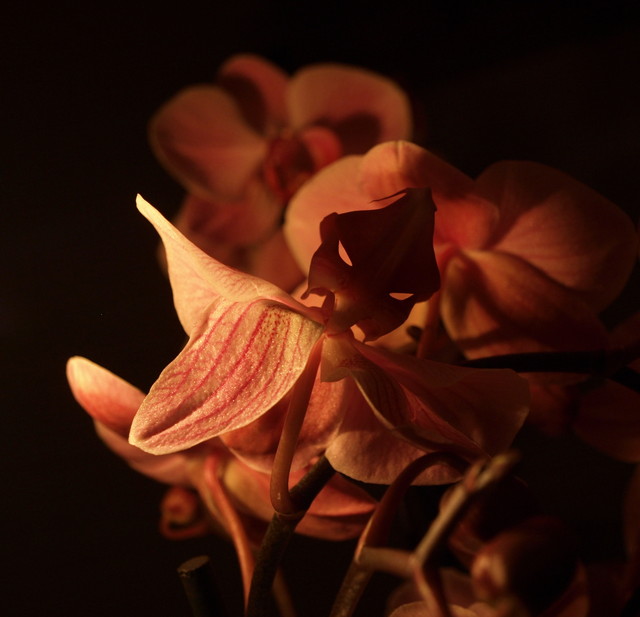 mroczne oblicze orchidei