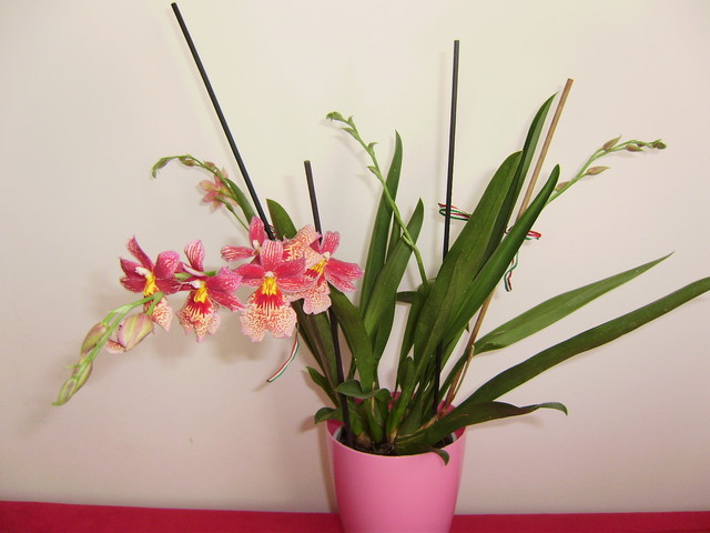 orchidea Burrageara