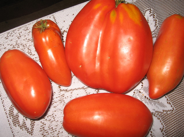 pomidory paprykowe