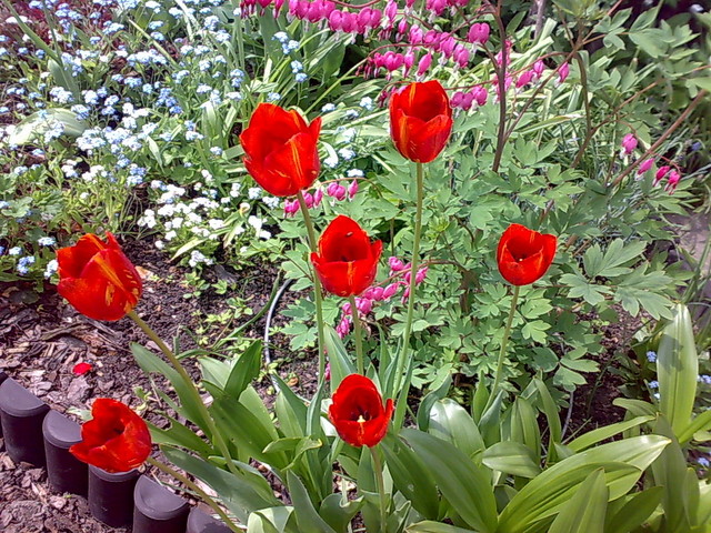 rodzinka tulipanów