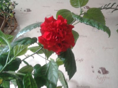Róża chińska