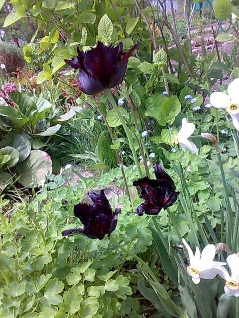 tulipany czarne, papuzie i narcyze