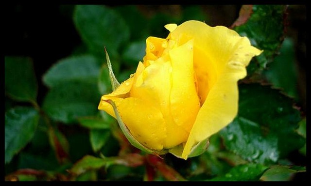 żółta róża