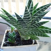 Aloes pstry