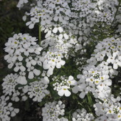 biale kwiatuszki