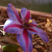 Clematis Mrs N.Thompson