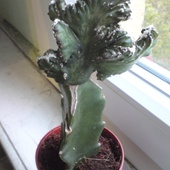Euphorbia Lactea ( chyba Cristata)