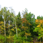 jesień powoli wkracza do lasu ...
