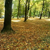 jesień w parku