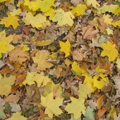 jesienny dywan
