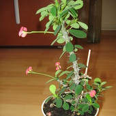 Wilczomlecz lśniący – Euphorbia millii 