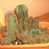 Kaktusy - niestety nie znam ich nazw