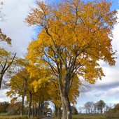 Klon-ilustracja  złotej jesieni