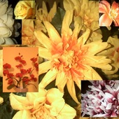 Kwiatuszki