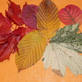 liście Jesieni to piekno przemijania,ale też i wspomnień zapis