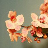 moja Phalaenopsis