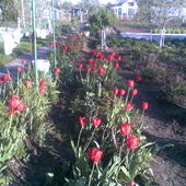 Moje Tulipany