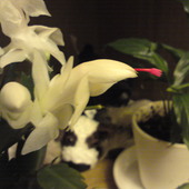 Zygokaktus - kwiatek