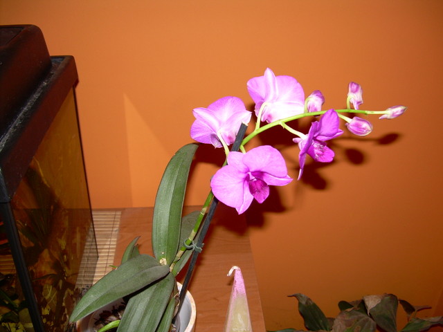 Dendrobium phalenopsis