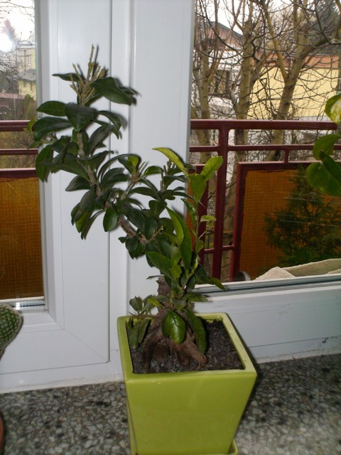 Ficus benjaminek:-)