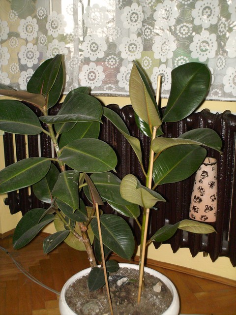 Ficus elastica 