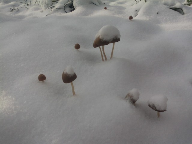 Grzybki w śnieżnych czapeczkach:)
