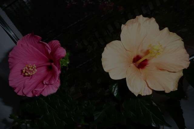 Hibiskus, ketmia, róża chińska – Hibiscus rosa- sinensis