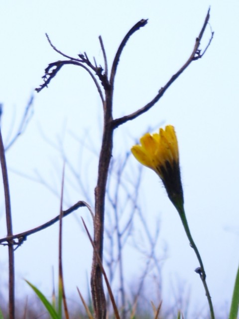 Jastrzębiec-ostatni kwiatek?