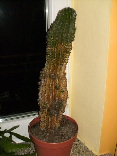 Kaktus na bis