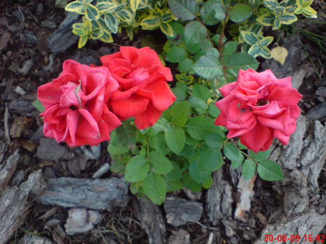 Miniaturowe róże