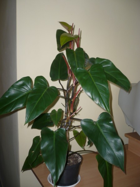 Philodendron erubescens