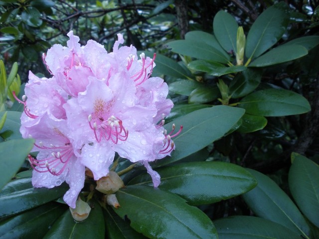 rododendron (wiecznie zielony;)