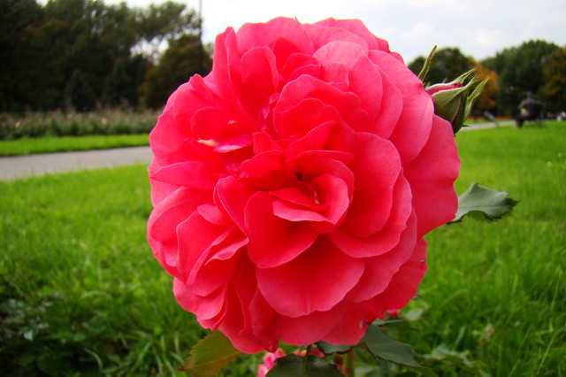 Róża dla Was:)