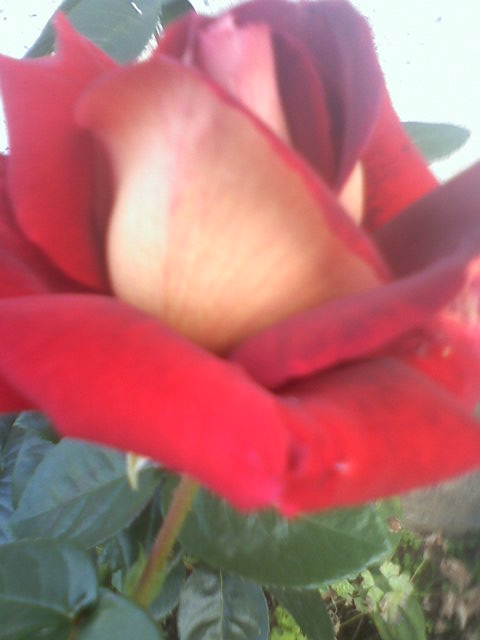 Róża -aksamitna ....