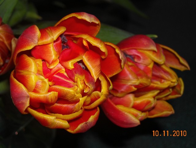 Tulipany jesienią
